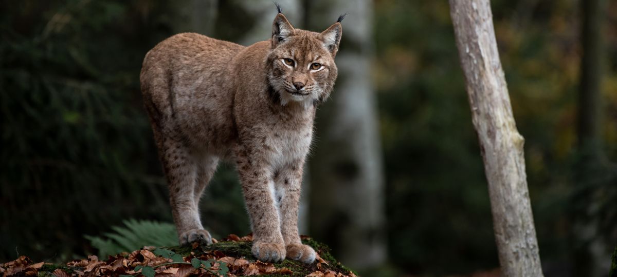 Рысь, лес, животное