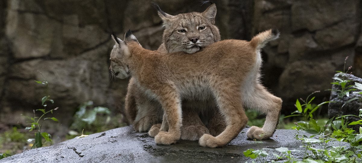 рысь, дикие животные, дзікія жывёлы, дзіцёнак рысі