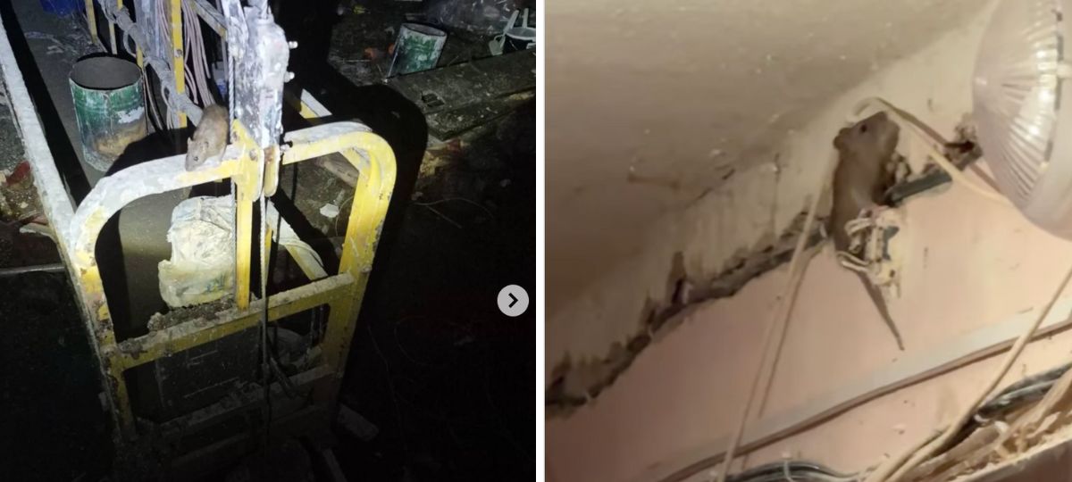 Мыши, Чкалова, дом, Витебск