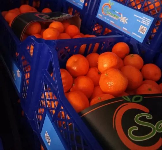 яркие мандарины