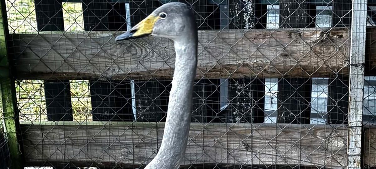 серый лебедь