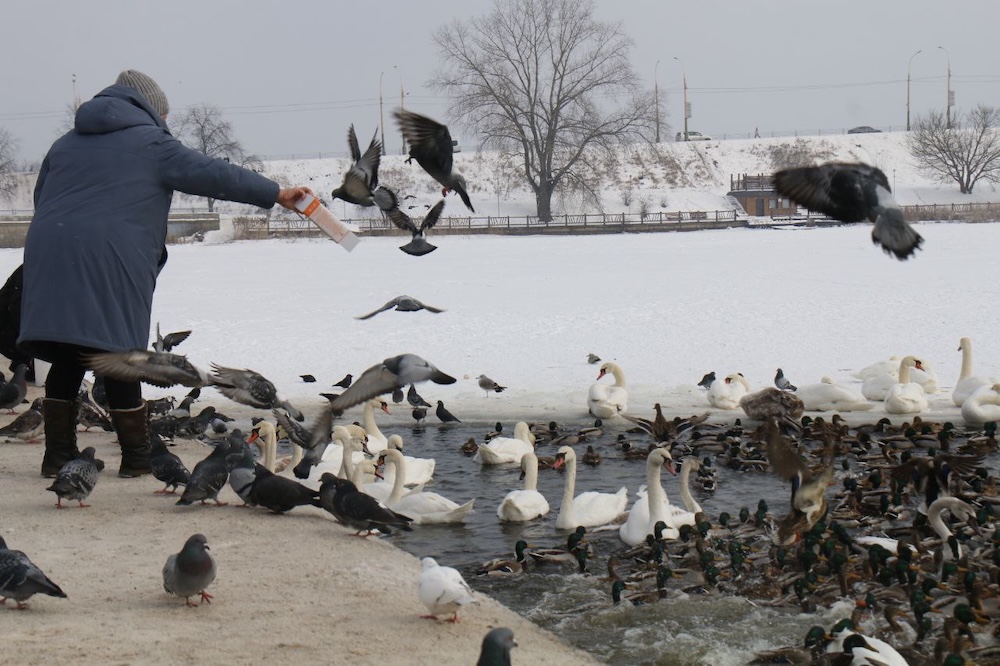 Женщина кормит лебедей на набережной Бреста.