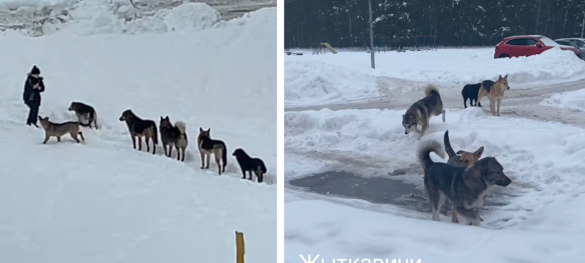 Собаки, стая, Житковичи
