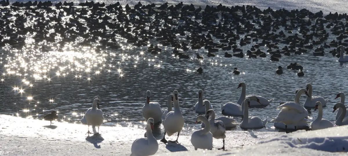 Лебеди, Брест, полынья