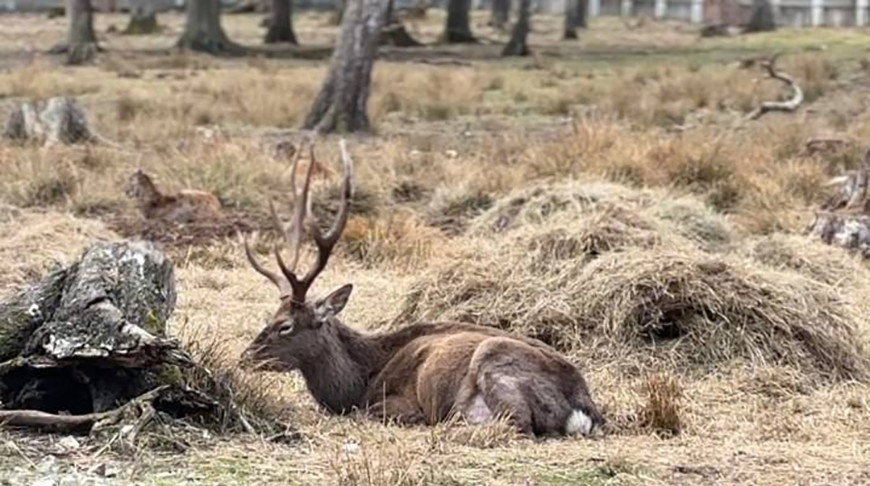 Пятнистые олени в парке в Беловежской пуще.