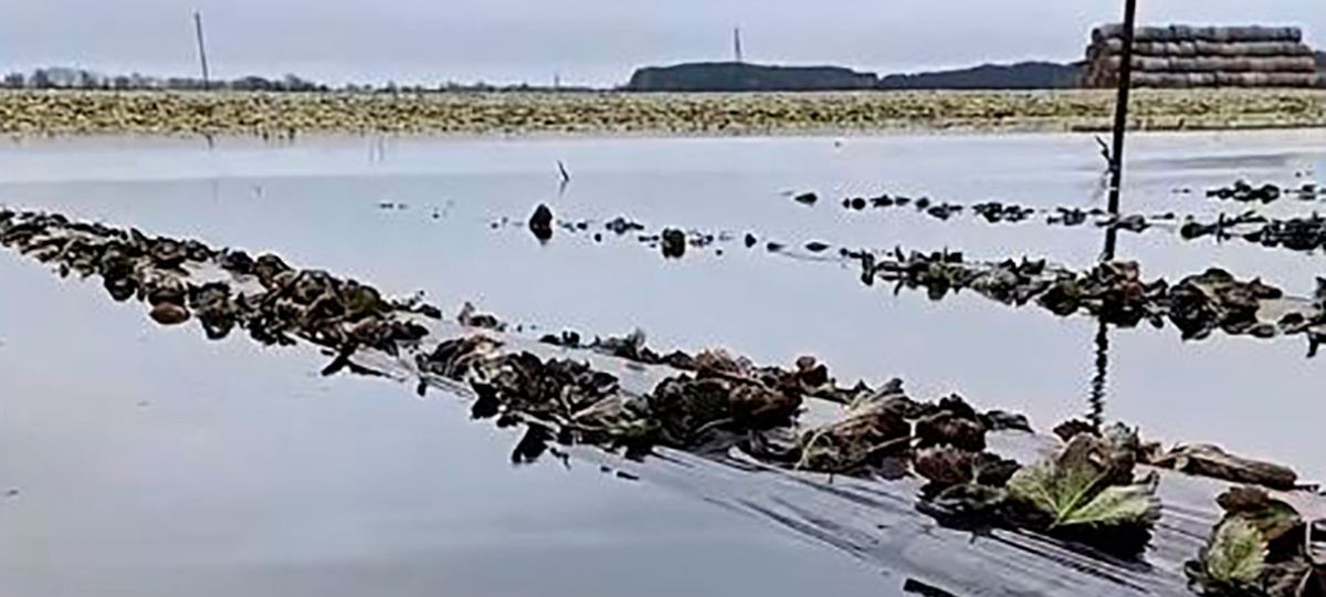 Снег, талая вода, клубника, поле