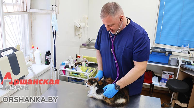 Врач обследует кошку в ветклинике Орши