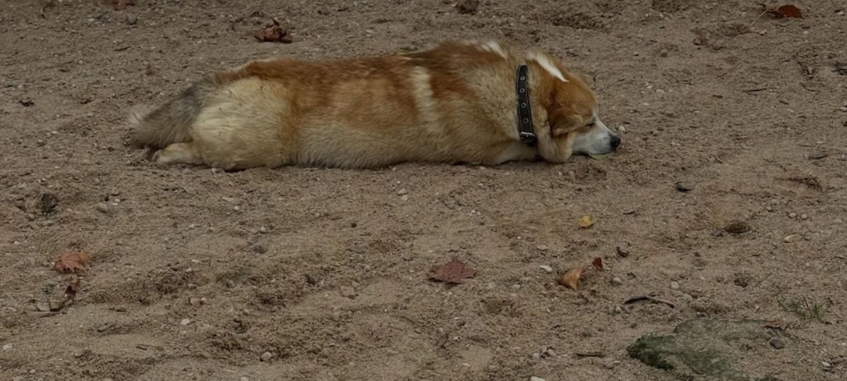 корги в альпаке-парке в Радошковичах